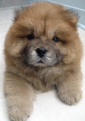 CHOWCHOW